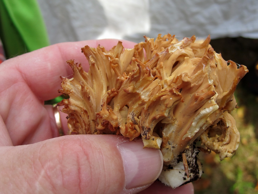 11 IMG_2433 Druvfingersvamp Ramaria botrytis