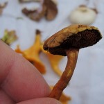 13 IMG_2435 Pepparsopp Chalciporus piperatus