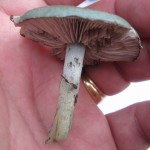 18 IMG_2442 Ärggrön eller blå kragskivling Stropharia