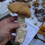 19 IMG_2443 Rimskivling Cortinarius caperatus ovanligt stor