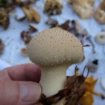 21 IMG_2446 Vårtig röksvamp Lycoperdon perlatum