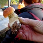 27 IMG_2454 Karl-Johan - Stensopp Boletus edulis