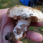 29 IMG_2457 Svartkremla Russula nigricans