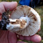 30 IMG_2458 Svartkremla Russula nigricans