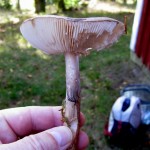 33 IMG_2462 Mörkringad flugsvamp Amanita porphyria