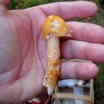 34 IMG_2463  Orange kamskivling Amanita crocea