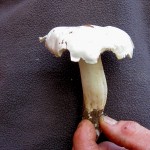 35 IMG_2466 Silkesmusseron Tricholoma columbetta