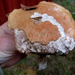 36 IMG_2467 Tegelröd björksopp Leccinum versipelle med mu
