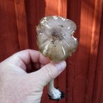 37 IMG_2469 Sköldskivling Pluteus cervinus