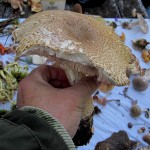 45 IMG_2477 Skogschampinjon Agaricus sylvaticus