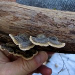 46 IMG_2478 Sidenticka Trametes versicolor
