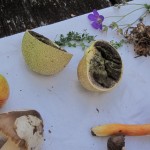 51 IMG_2484 Rottryffel Scleroderma citrinum och Scharlakans