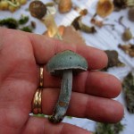 58 IMG_2491 Blågrön kragskivling Stropharia caerulea ring