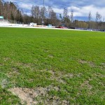 IFK:s gräsmatta blev en snackis under våren och sommaren. Men till slut blev den bra, när säsongen var slut.