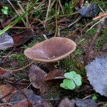 11 IMG_5683 Trattnavling Pseudoclitocybe cyathiformis