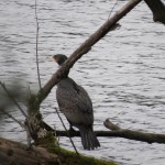 17 IMG_5701