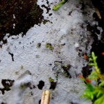 3 IMG_5673