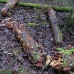 4 IMG_5675
