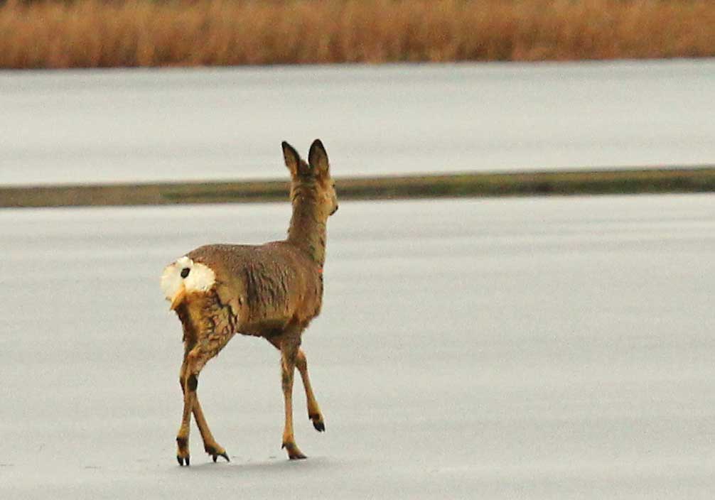 Bambi på hal is... Foto: Tero Väisänen