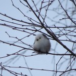 12 IMG_6034