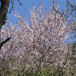 Blomningstid