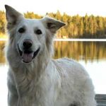 23-tavling-unbeck-hund-10x7-160710