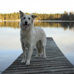 23-tavling-unbeck-hund-160710