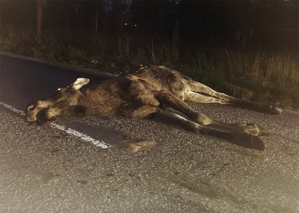 Många viltolyckor inträffar i gryningen. Foto: Läsarbild